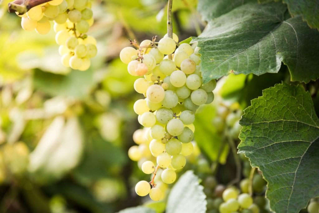 Les meilleurs vins français pour débuter sans se tromper